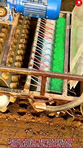 Vegetable Seeding Work – Precision Planting with Seed Planter Machine #work