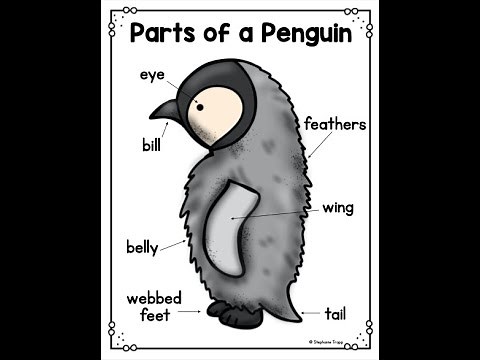 Penguins- Parts of a Penguin