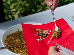 The Buzz Around Eating Insects: The Argument For Adding Bugs To Our Diet