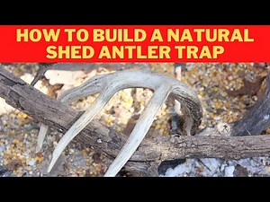 How to make a natural shed antler trap for bucks