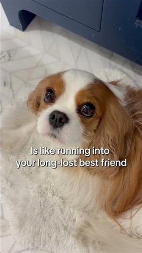The Sweetest Thing About Cavaliers 🐶