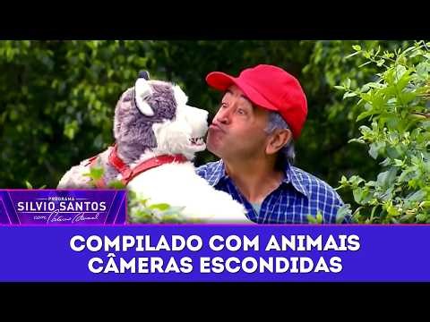 Animal Compilation | Hidden Camera