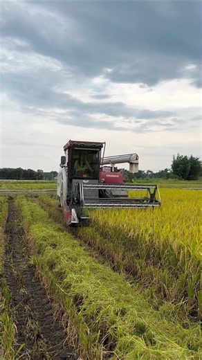 yanmar rice harvester machine 🔥 #shorts #agriculture #combineharvester
