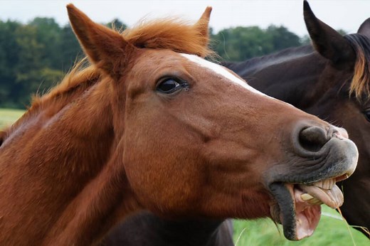 | Horse Factbook