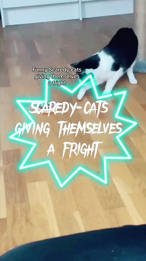 Hilarious Scaredy-Cats Compilation