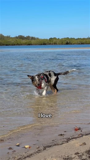 7.6K views | Say hello to the new Essentials Chest Plate Harness! Designed for dogs who crave adventure and deserve to look good doing it. Comfort, control, and clean design – it’s everything your dog needs in one harness. #BuiltForDogs #EzyDog | EzyDog | Facebook