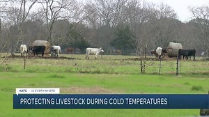 Keeping livestock warm during freezing temperatures