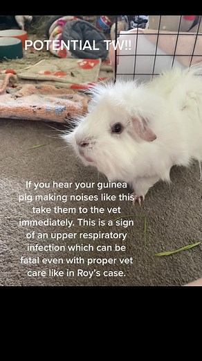 Its important to know the signs to look out for as guinea pigs are very good at hiding illnesses! #guineapigs #edcucation #warning #upperrespiratoryinfection #vets #support #sickguineapig #sad #viral #guineapigcare #guineapigsoftiktok