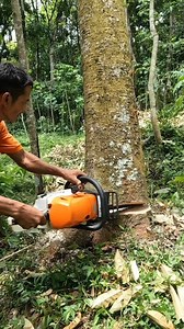 Too much cutting hinge, the tree can be fell to other direction | Yulianto