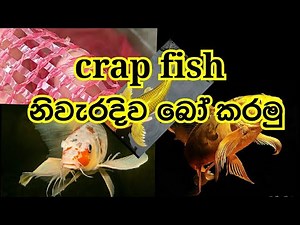 Carp fish breeding/carp fish breeding/promise/easily/ sinhala video carp fish abijananaya