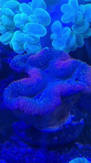 lobophyllia red indica