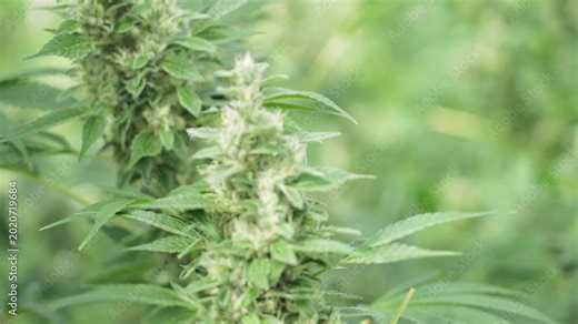 Detailed view of cannabis buds highlighting trichomes and leaf structure.