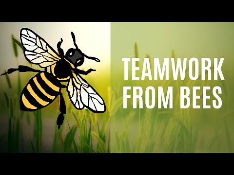 How BEES Teach Us about Teamwork.