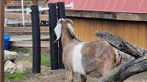 Enrichment in Action with Mr. Isaac, Nubian Goat Enjoy as we observe Isaac interacting enthusiastically with his elevated enrichment device. Environmental enrichment is meant to activiate species typical behaviors that span physical, mental and olfactory categories. Isaac is certainly ticking all the boxes on this cool, in-house made device. | Niabi Zoo