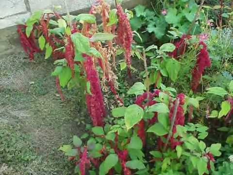 Amaranthus caudatus Loves Lies Bleeding time lapse