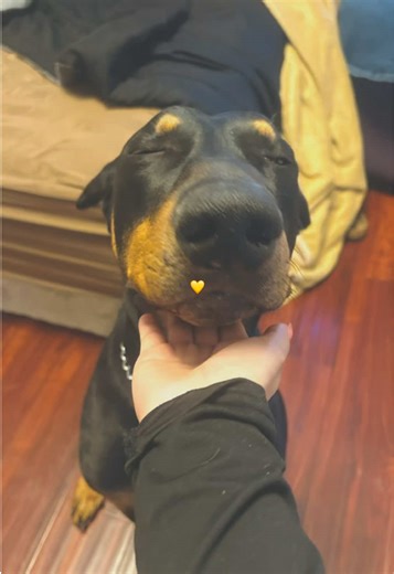 📸✨🖤 #doberman #dobermanpinscher #dogsoftiktok #dobie #dobermansoftiktok