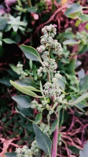 clip-3986934181-lambsquarters-chenopodium-album-known-fat-hen