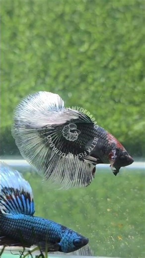 Black butterfly OHM Betta available 🖤🖤 #bettafish #aquariumfish #betta #fish #aquarium #tropicalfish
