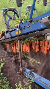Modern farming hits different — one machine now harvests and picks everything in sight. 🚜 Watching it work is oddly satisfying! #smartfarming #techinagriculture | Shanghai Daily 上海日报