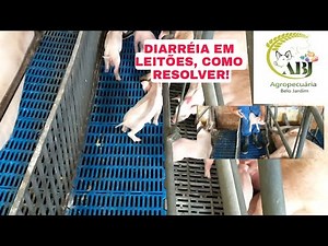 DIARRHEA IN PIGLETS, HOW TO SOLVE IT.