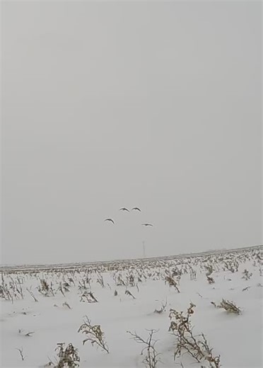 Boys' First Goose Hunt: Adventures with Canada Geese