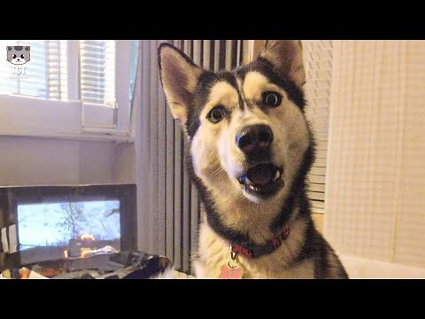 Funny Husky Dogs Make You Laugh Non-Stop 😂 | Funny Dog Videos🐶 | Funny Husky Videos