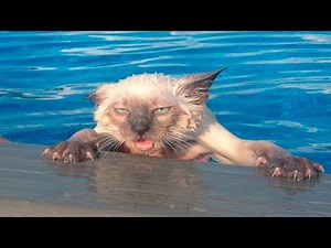 Cats Who HATE Water! (A Compilation!)