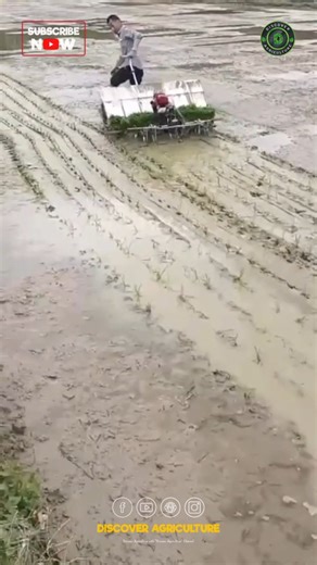 Introducing the latest advancement in agricultural technology: the rice planting machine! This innovative piece of equipment revolutionizes the traditional method of rice cultivation, significantly enhancing efficiency and productivity on farms. Designed to plant seeds at optimal depths and spacing, it ensures even distribution which is crucial for maximizing yield. With its ability to cover large areas in a fraction of the time it takes to plant manually, farmers can save valuable hours during 