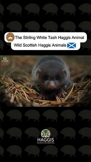 Haggis - White Tash Wild Haggis (Original) #haggis #scotland #wildhaggis