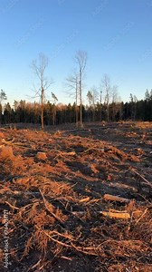 Forest clearing. Illegal deforestation landscape. Illegal logging. Amazon Forest destruction, felling trees. Cutting trees. Stacks cut. Forests illegal disappearing. Deforestation, timber logging.