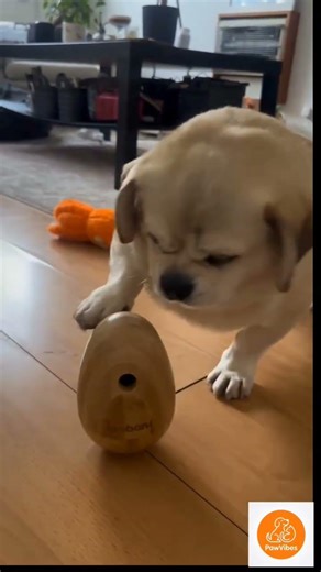 From Wild to GENIUS! #shorts #dogshorts #funnyanimals #petlover #puppylove #dogmemes #pawvibes