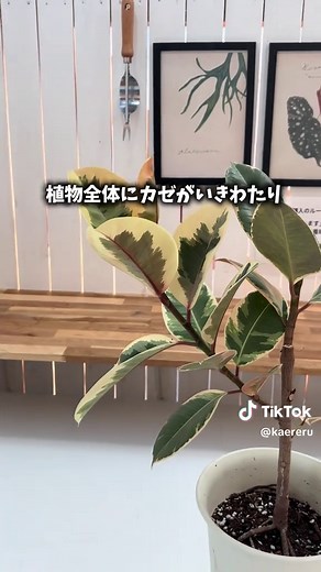 ゴムの木の剪定方法と育て方ガイド