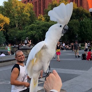 53K views · 1.7K reactions | These pets are down to disco, they're waiting to waltz, and they're treading to tango!  | The Pet Collective | Facebook