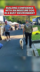 128K views · 1.5K reactions | Building confidence in an insecure dog by using training behaviors, protocols, and observation to our advantage  #dogs #dogtrainer #dogtraining #dogtrainingtips #dogtrainingadvice #dogsocialization | Canine Revolution Dog Training | Facebook