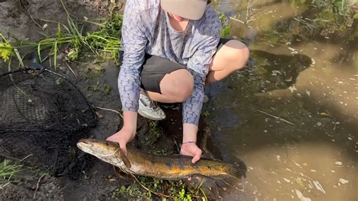 Giant snakehead in a dying flood zone