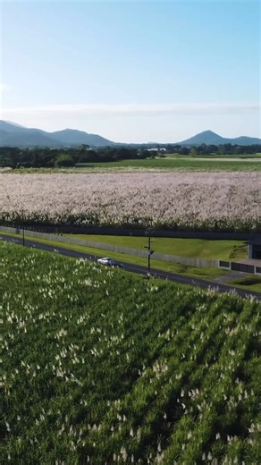 23K views · 305 reactions | Who knew sugar cane could be so beautiful?  Cane flowering season around Cairns usually occurs between June and September, do make sure you check it out if you're around town this season! ☀️  IG/jaydenw.illiams #exploreTNQ #explorecairnsGBR | Tropical North Queensland | Facebook