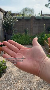 Home grown cucumbers taste amazing! #cucumbers #gardeningforbeginners #growcucumbers #gardentips | Gardenofhope