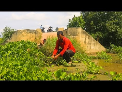 Massive Clogged !!! Mission Remove Floating Plants Clogged Water Gate On Dam