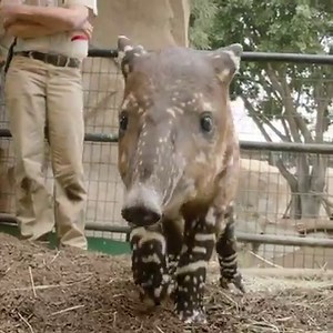 Just in time for watermelon season! Feast your eyes on the 1st endangered Baird's tapir calf born at the Zoo in 30 years. | San Diego Zoo