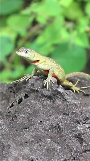 San Cristobal Lava Lizard (Microlophus bivittatus) Colouration #galapagoswildlife #lizardfacts