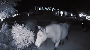 Laura Meaders uploaded this video with the caption “Sneaky NEIGHbors in south Reno.” Upload your photos and videos here: https://www.kolotv.com/community/user-content/ | KOLO 8 News Now