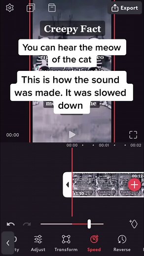 You can hear the meow🙁 #foryoupage #foryou #fyp #fy | silver mt zion