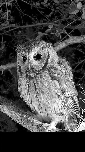 The many moods of a screech owl: Is this a ball or a bird?