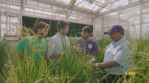 54K views · 97 reactions | 4️⃣ billion people worldwide depend on rice for their daily food. LSU’s sustainable rice research is helping farmers by creating rice varieties that yield more while using less water, land, and energy. : https://www.lsu.edu/winning-teams/index.php?utm_source=communicator&utm_medium=social&utm_campaign=fb&utm_id=wbttw_rice #WBTTW | LSU AgCenter | LSU | Facebook