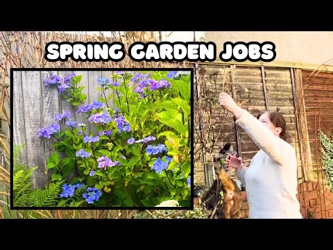 How to Prune Lacecap Hydrangeas + Train Climbing Roses & Feed Roses | Spring Garden Tips
