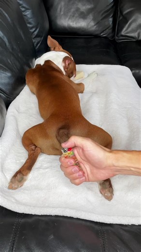 1.1M views · 5.3K reactions | *Not A Real Flame* Just a Joke #funnydog #fart #dog #funnyvideos #humor #lol #funnyaf #funnyanimals #reels #hilarious #funnypets #funny #laugh #pets #bostonterrier #funnyshit #funnydogvideos | Ash & Bowser | Facebook