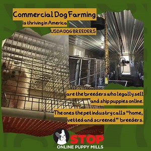 Commercial dog farming is alive and well in America. These are the breeders broker websites use to supply their puppies...why? These breeders are licensed by the USDA so they can sell and ship puppies sight unseen. The abuse and cruelty in these kennels is systemic. It's a disgrace. #stoppupemills #stoponlinepuppymills #petfluencer #dogmoments #helpthedogs #puppiesoftiktok #puppiesofFacebook #dogsdeservebetter | Stop Online Puppy Mills | Facebook