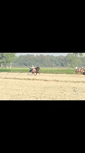 First Class Single Footer Champion Mr Tikku | Aymal Sajjad