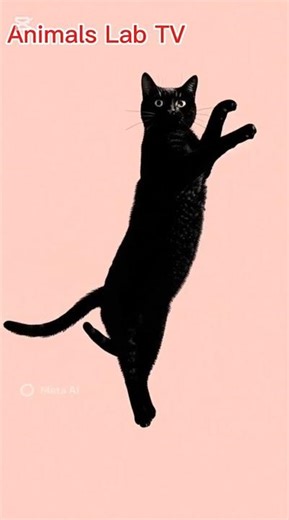 Happy cats doing backflips, with calm background music #cats #sleep #happycats