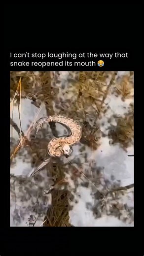 naked eyes on Instagram: "A startled snake pops its head above the water surface, only to snap its jaws wide in a explosive "sneeze"—like a video game bug turning a stealthy ambush into pure accidental comedy gold. Snakes sneeze to clear irritants, water, or mucus from their nostrils, often with dramatic head snaps that look hilariously over-the-top, especially when surfacing from a dive. This reflexive glitch proves even reptiles can't escape the funny fails. . . Disclaimer: I do not own the or